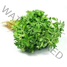 Fenugreek Leaves Methi Bunches