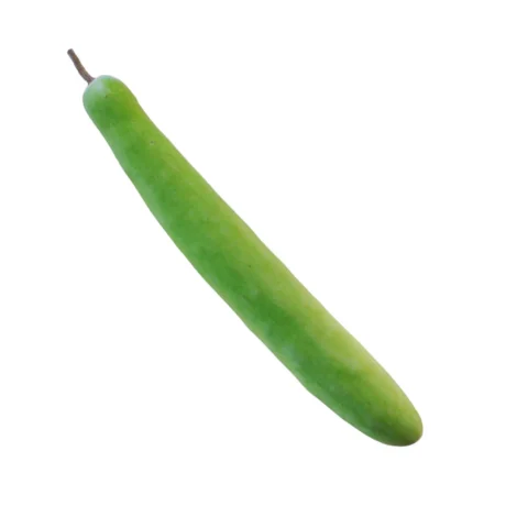Indian Long Squash /LB