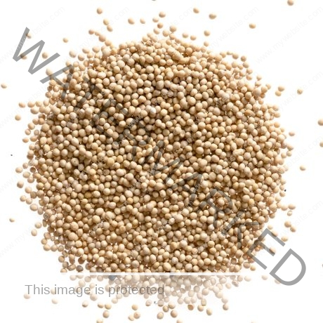 SURAJ Mustard Seed