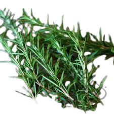 VINTAGE Rosemary Leaves 2.6 oz