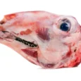 Goat Head (Each)