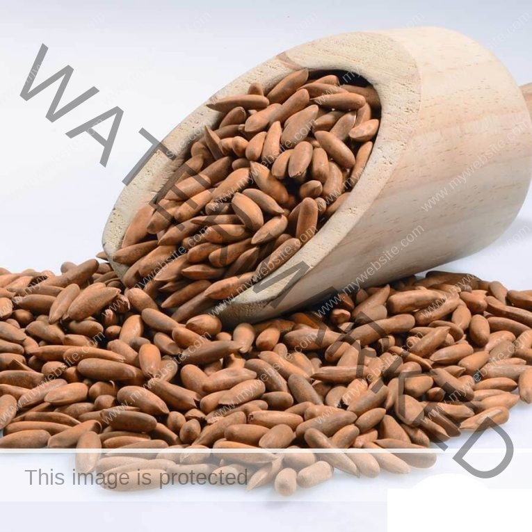 SURAJ Pine Nuts 100 gm