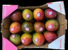 MARATHON Haden Mangoes 12 CT