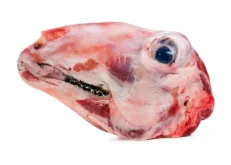 Goat Head (Each)